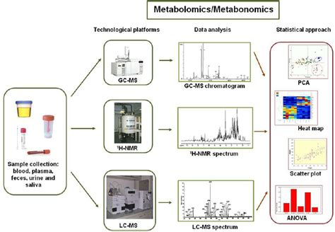 Metabolomics And Metabonomics Based Investigations Of Gut Microbiota