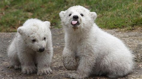 Watch Baby Polar Bear Is Only Cub Born In North America This Year