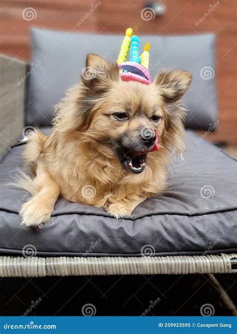 Pomeranian Girl Licking Lips In A Birthday Hat Stock Image Image Of