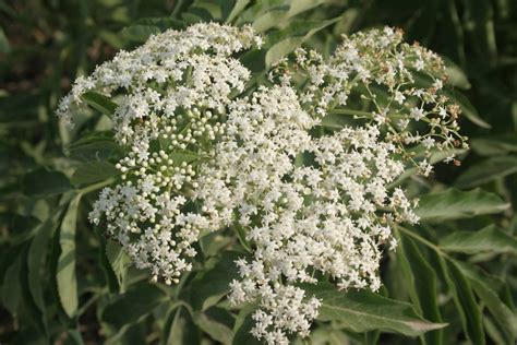 Circa 4 litri di sciroppo. Sciroppo di sambuco - sciroppi - Come preparare lo ...