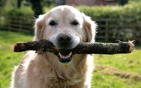 Playing Fetch With Sticks Can Harm Dogs Vets Warn Telegraph