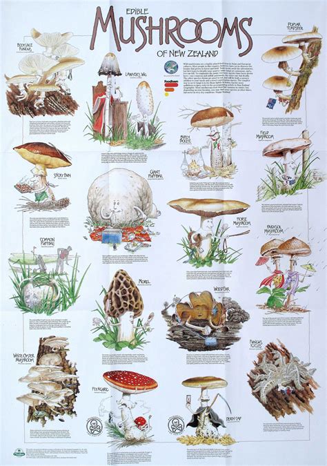 Edible Mushroom Traveling Camping Road Trip Guides Champignon