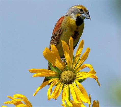 25 Small Yellow Birds You Should Know Birds And Blooms Yellow Bird