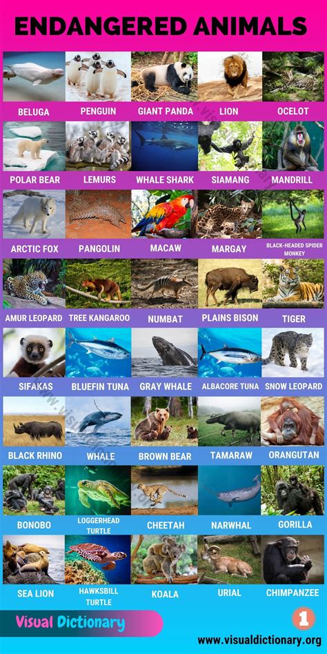 Animals 1000 Animal Names Great List Of All Animals Classification Of