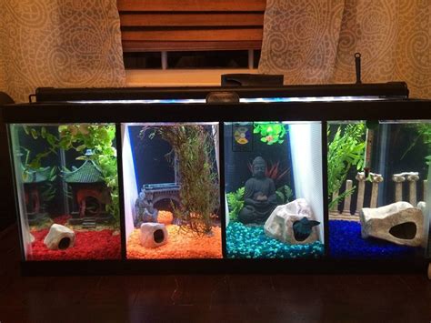 Betta Fish Tank Decoration Ideas Fresh Full House Pet Training Tips And