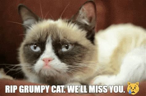 Grumpy Meets Grumpy Cat In Disneyland Gifs Find Share On Giphy