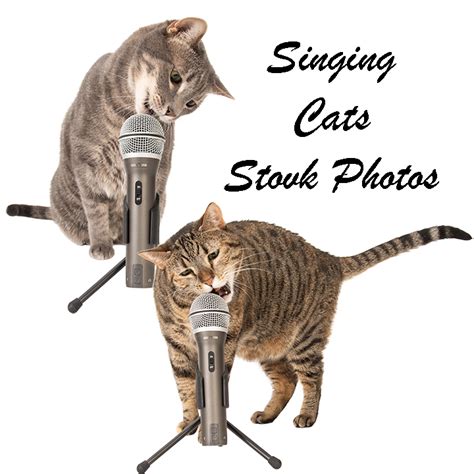 Singing Cats Stock Photos Createmeow