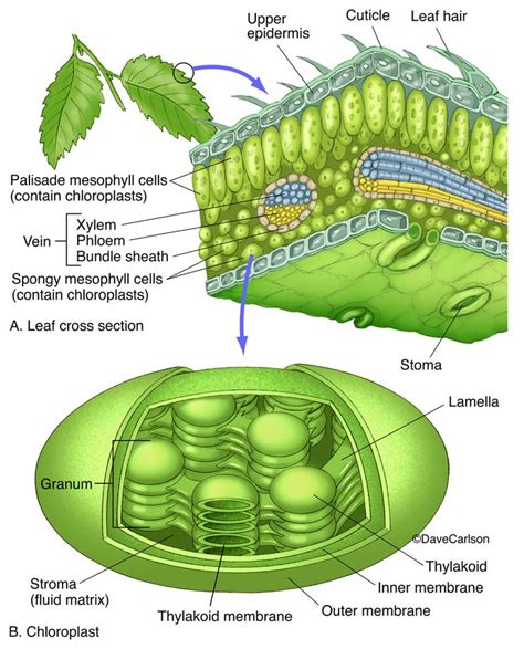 Leaf And Chloroplast Structure Photo Biology Plants Teaching Biology