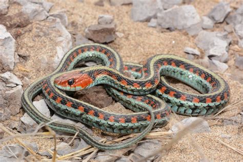 Mexican Garter Snake Facts Description Diet And Pictures