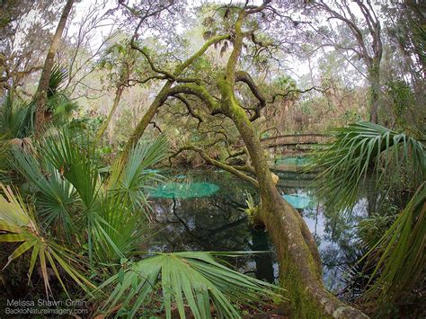 Fern Hammock Springs Ocala National Forest Florida Florida Springs