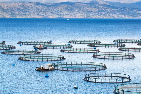 Sustainable Fish All You Need To Know