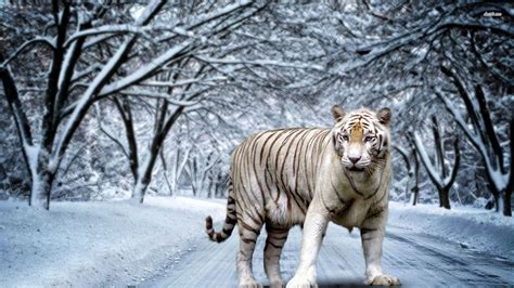 White Tiger Hd Widescreen Wallpapers Amazing Wallpaperz