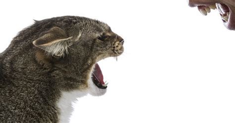 Check spelling or type a new query. Changing Your Brand Can Be Like Herding Cats | HuffPost Canada