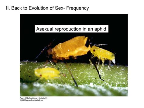 Ppt Evolution Of Sex Powerpoint Presentation Free Download Id9223625