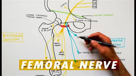Femoral Nerve Branches Anatomy Tutorial Youtube