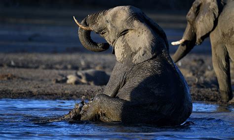 Hundreds Of Elephants Mysteriously Found Dead In Botswana Gulftoday