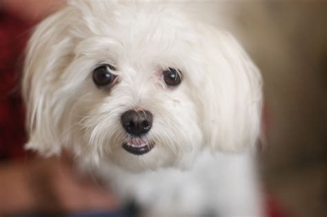 20 Cutest Photos Of Small Fluffy Dog Breeds Sigma Watch
