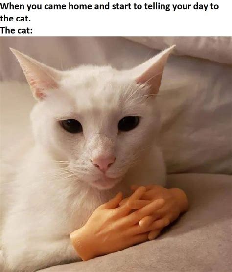 Nana Nana Nana Nana Cat Hands Meme By Lastgoodmilkpig Memedroid