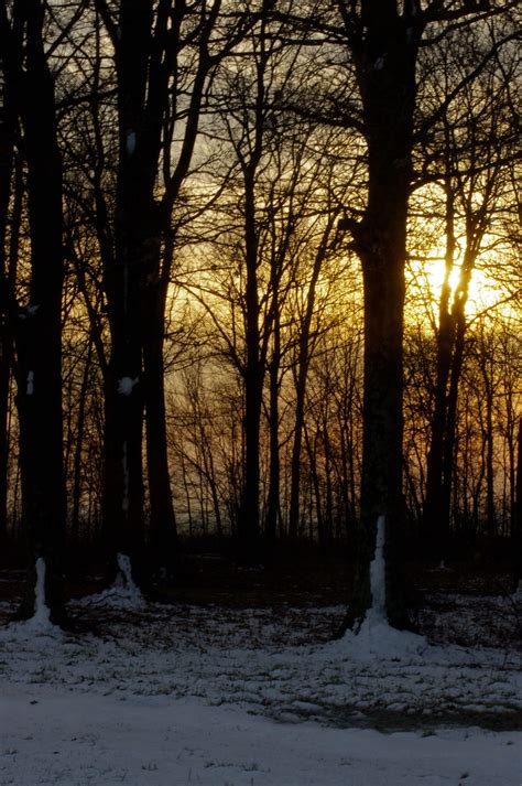 Winter Morning Sunrise Morning Sunrise Winter Beauty Magic Forest