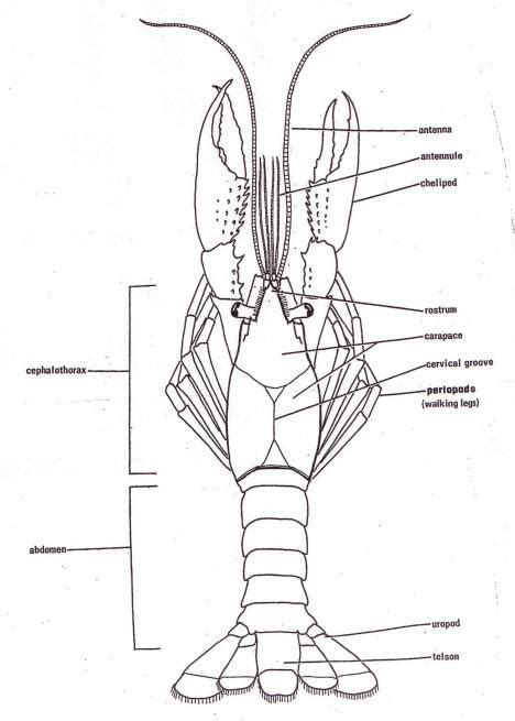 Lesson 5 The Crayfish Crustacean Cswd