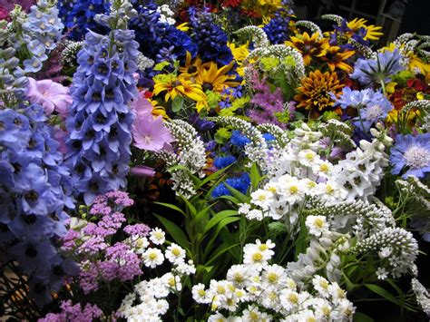 Hintergrundbilder : Blumen, Garten, Muscari, Blume, Flora, Blumenbeet ...