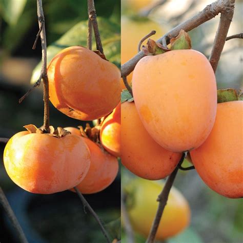 Double Play Asian Persimmon Tree Collection Stark Bros