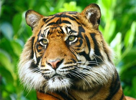 Flickrprlkb9p Sumatran Tiger Endangered Tigers Endangered