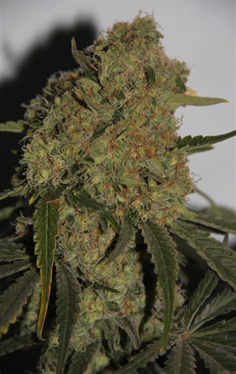 Strain Gallery Super Critical Green House Seeds Pic