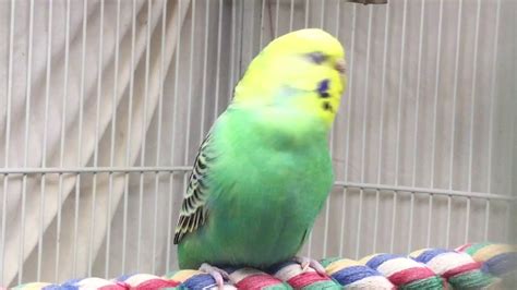 Female Budgieparakeet ChirpingjacqВолнистых попугаев Youtube