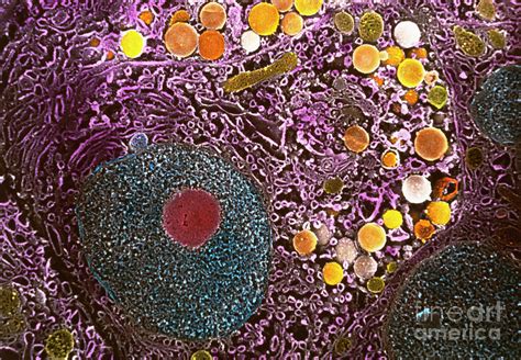 Coloured Sem Of Pancreatic Acinar Secretory Cell Photograph By