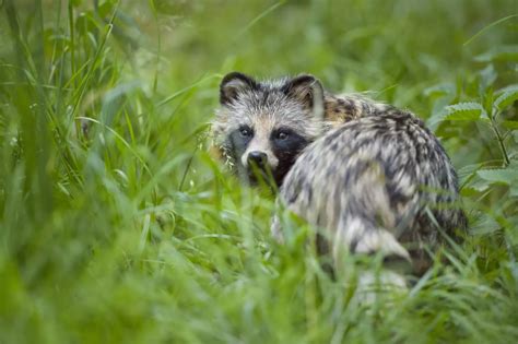 What Is A Tanuki 8 Surprising Tanuki Facts In 2021 Pet Raccoon
