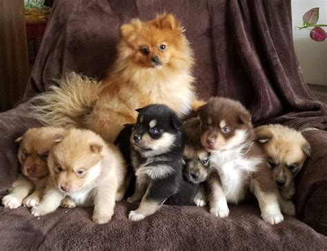 Pics Of Pomsky Puppies 72 Best Pomsky Breeders Images On Pinterest Pomsky Breeders Pomsky