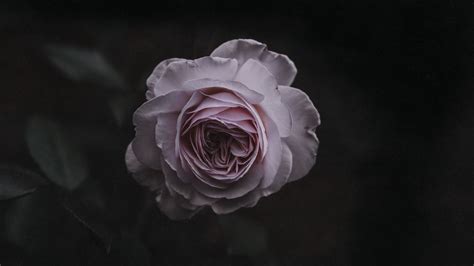 Aesthetic Rose Wallpapers 20 Images Wallpaperboat