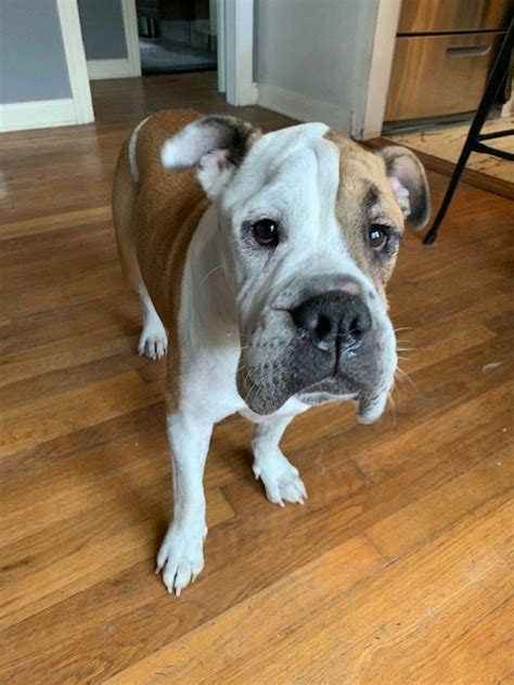 As an all volunteer rescue organization, we are always in need of dependable, compassionate and committed volunteers. Hazel - Austin Bulldog Rescue