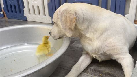 Labrador Retriever Meets Baby Duckling For The First Time Youtube