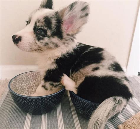 I haven't included a punnet square for a double/double breeding, but that one is easy. Fluffy Blue Merle Corgi Puppy #pembrokewelshcorgiblue ...