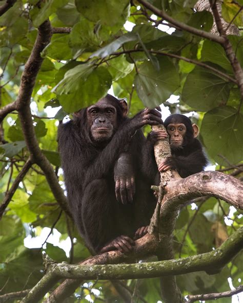 Le Chimpanzé En Danger Dextinction Parc National Des Virunga