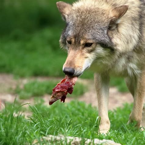 Wolf Meat Carnivores Face Predator Eat One Animal Animal Animal