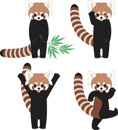Best Red Panda Illustrations Royalty Free Vector Graphics And Clip Art