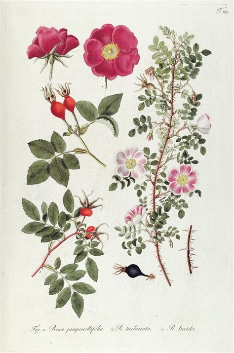 Картинки по запросу Wild Rose Botanical Illustration Botanical