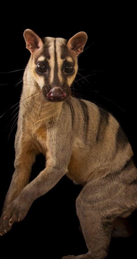 Последние твиты от civet (@teamcivet). African Palm Civet Wallpapers - Wallpaper Cave