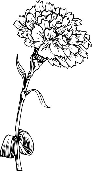 Carnation For The Side Flower Drawing Flower Tattoo Designs