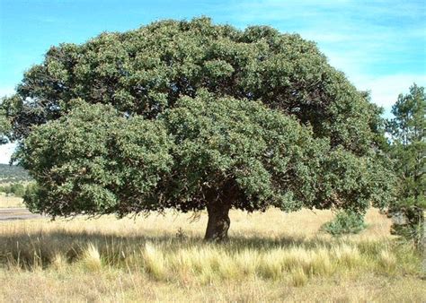 Trees Indigenous To New Mexico Pelajaran