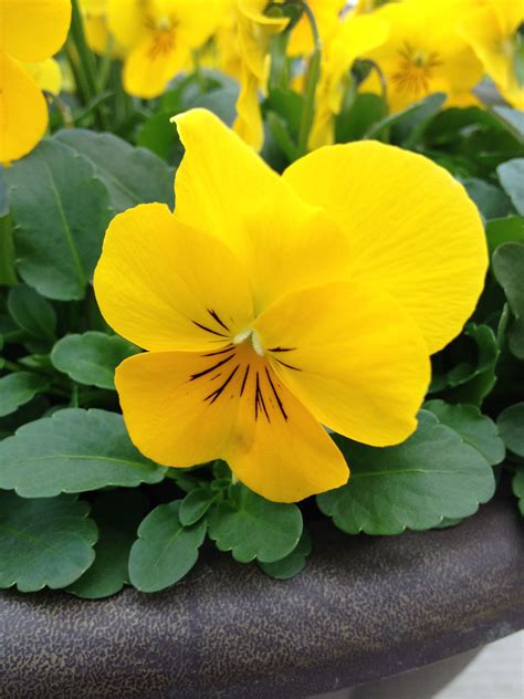 Viola Penny Clear Yellow Container Gardening Pansies White Nursery