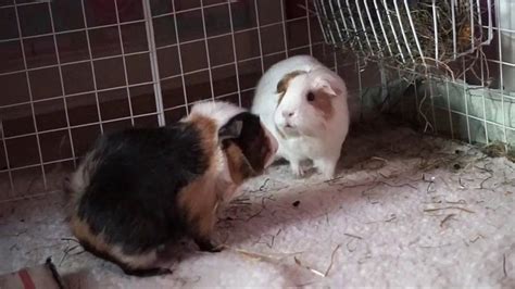 How To Bond Guinea Pigs 5 Tips Youtube