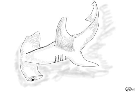 Browse hammerhead shark drawing created by professional drawing artist. View topic - Hammerhead shark. - Chicken Smoothie