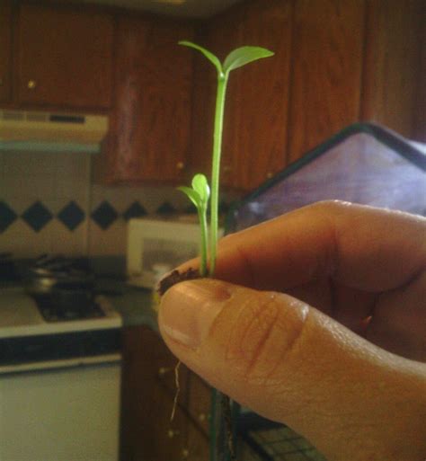 A Person Holding Up A Small Plant In Their Hand With The Stem Sprouting