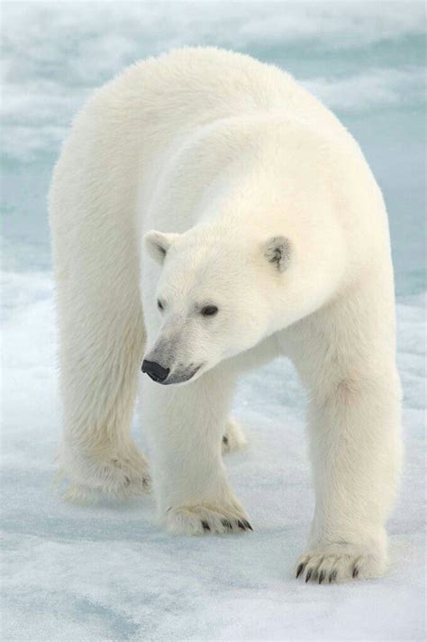 Beautiful Polar Bear Polar Bear Images Polar Bear Arctic Animals