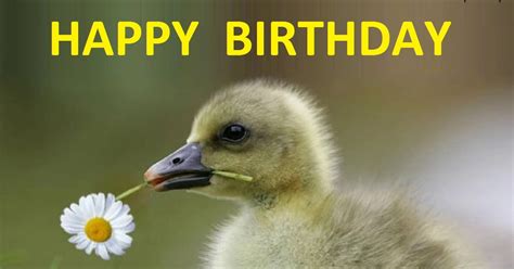 Cute Duckling Birthday Greeting Card