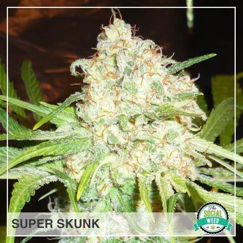 Super Skunk The Social Weed